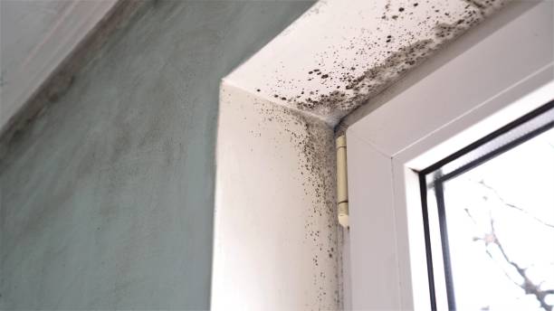 Mold Documentation for Insurance Claims in Palermo, CA